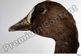 Greater white-fronted goose Anser albifrons head 0009.jpg